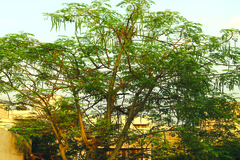 Moringa oleifera